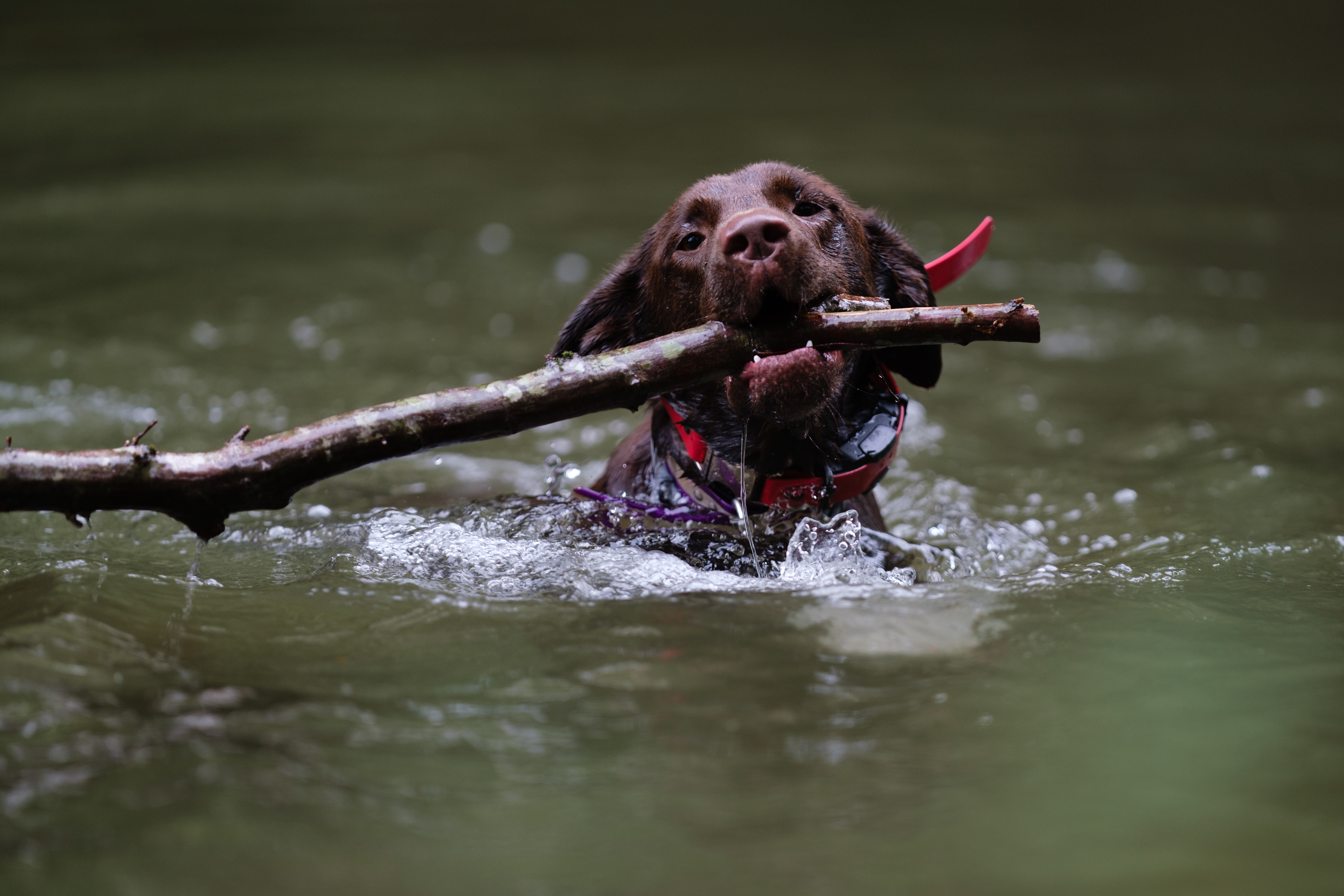 outdoors-dog-swimming